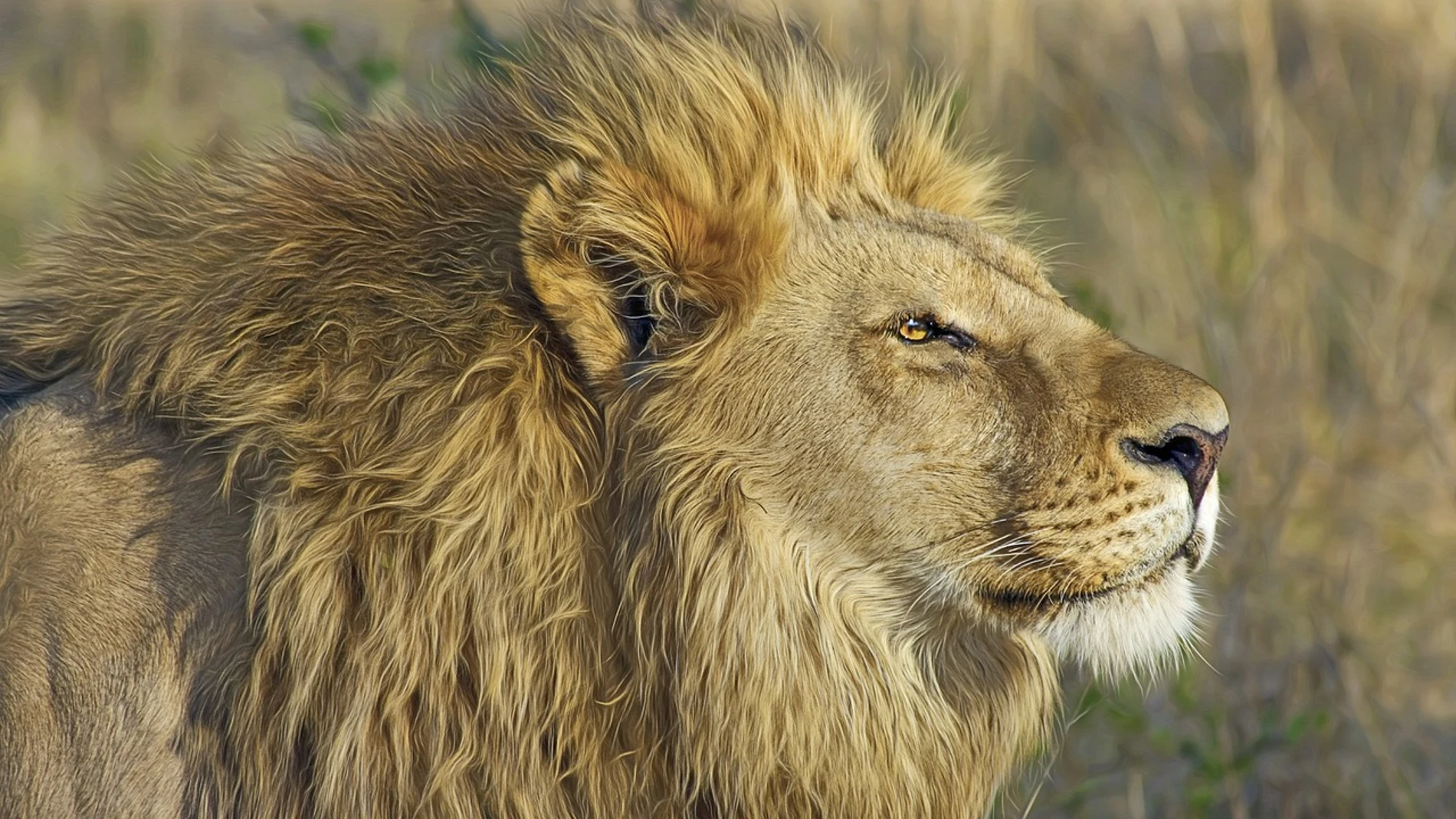 El león que se hizo vegano y de zampar antílopes, pasó a pastar hierba