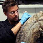 Una salamandra gigante, una nueva especie que se convierte en el mayor anfibio del mundo