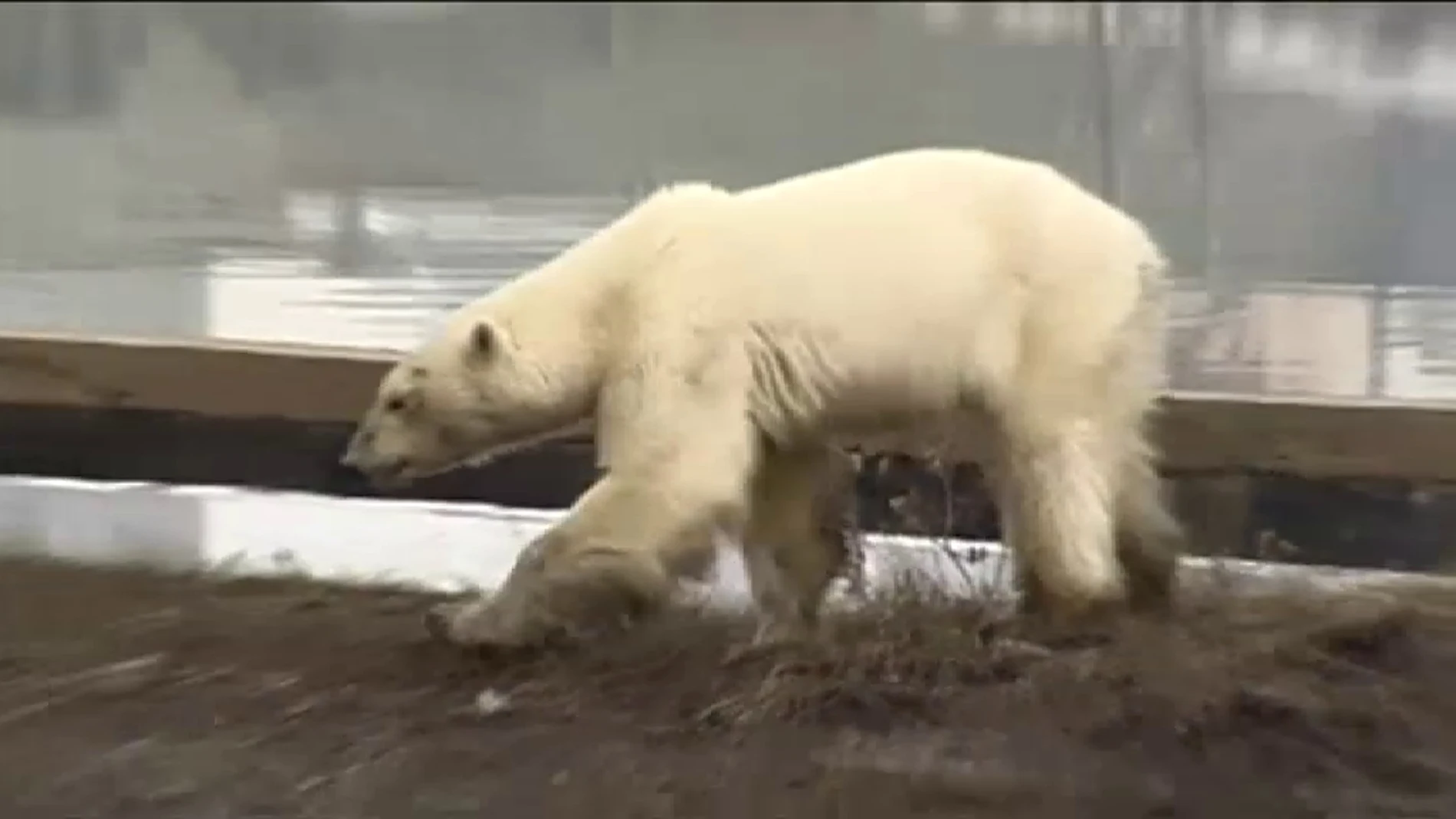 Una osa polar deambula buscando comida en una ciudad de Rusia