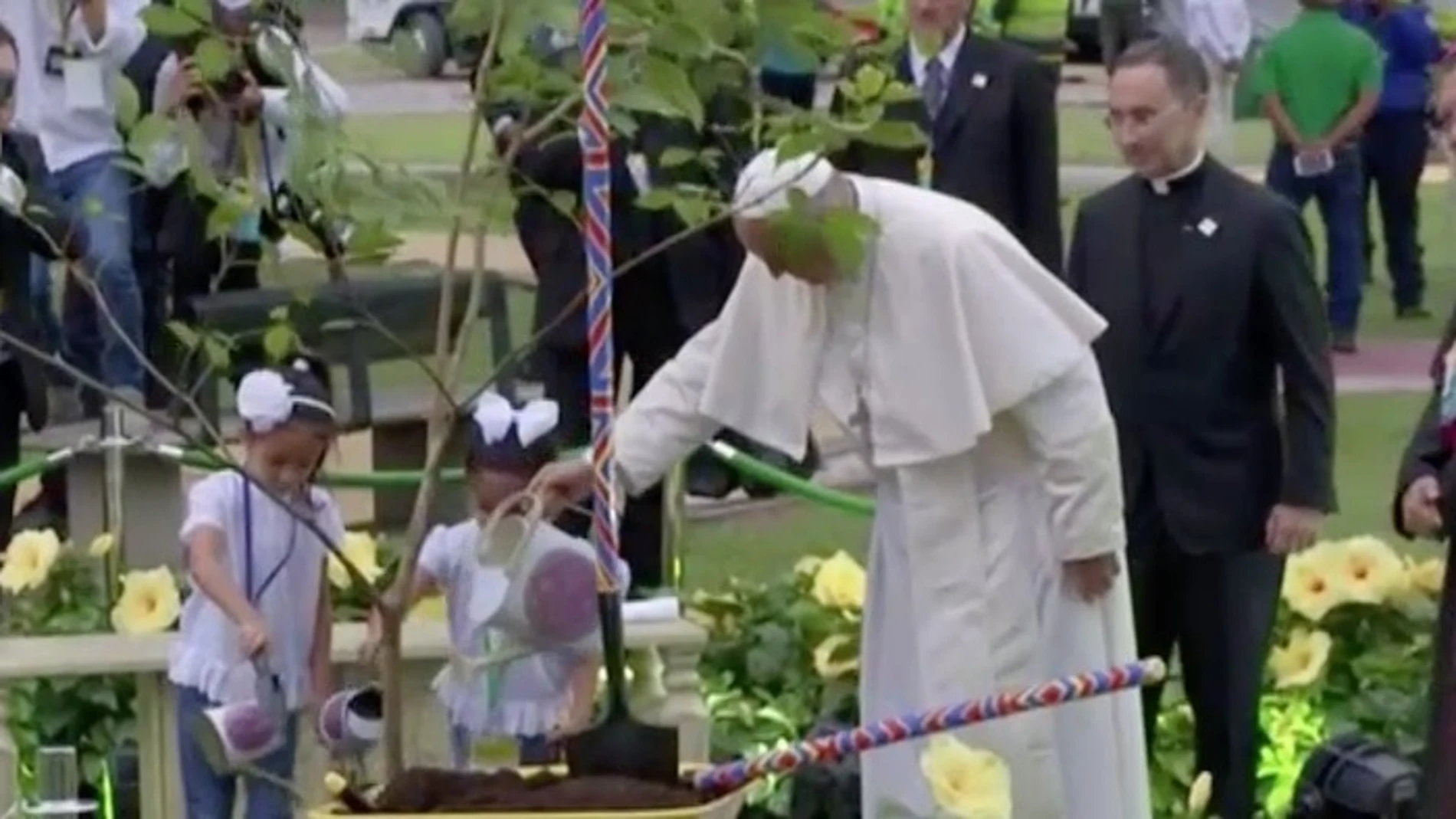 Envenenan el árbol del Papa Francisco