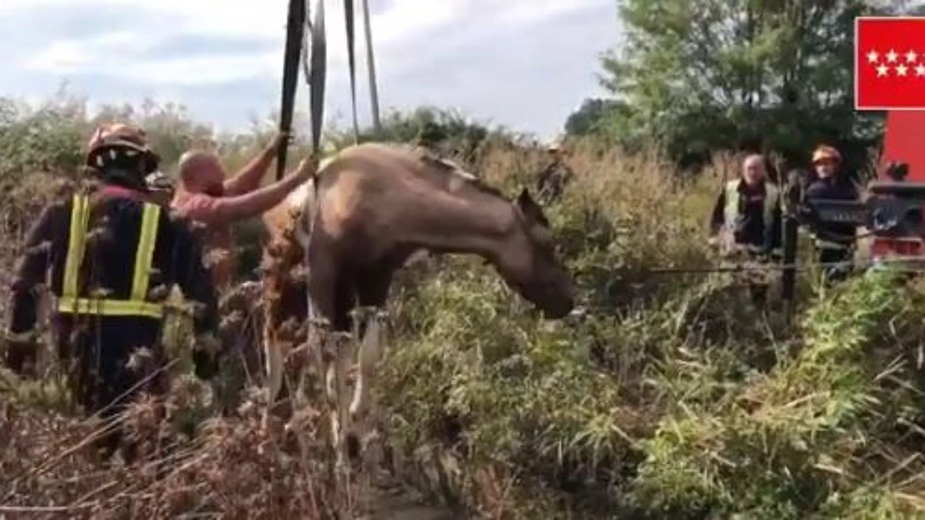 Los bomberos emplearon una grúa para poder sacar al caballo de la acequia