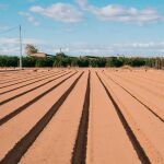 El cambio climático ya no es un problema a resolver en el futuro, sino que ya está aquí, y ha venido para quedarse. Este fenómeno afecta a todo el planeta, pero posiblemente la vegetación sea una de las partes del mismo más sensible a las modificaciones en nuestro clima