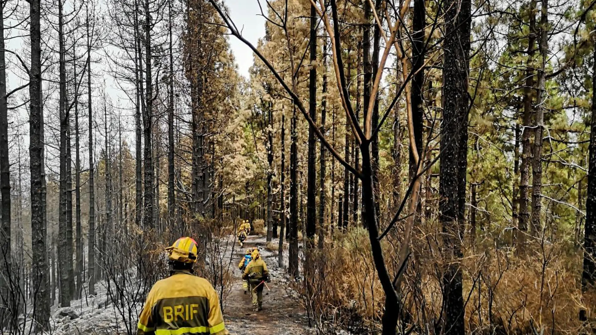Las brigadas de refuerzo en incendios forestales (BRIF) trabajan en la extinción de un incendio