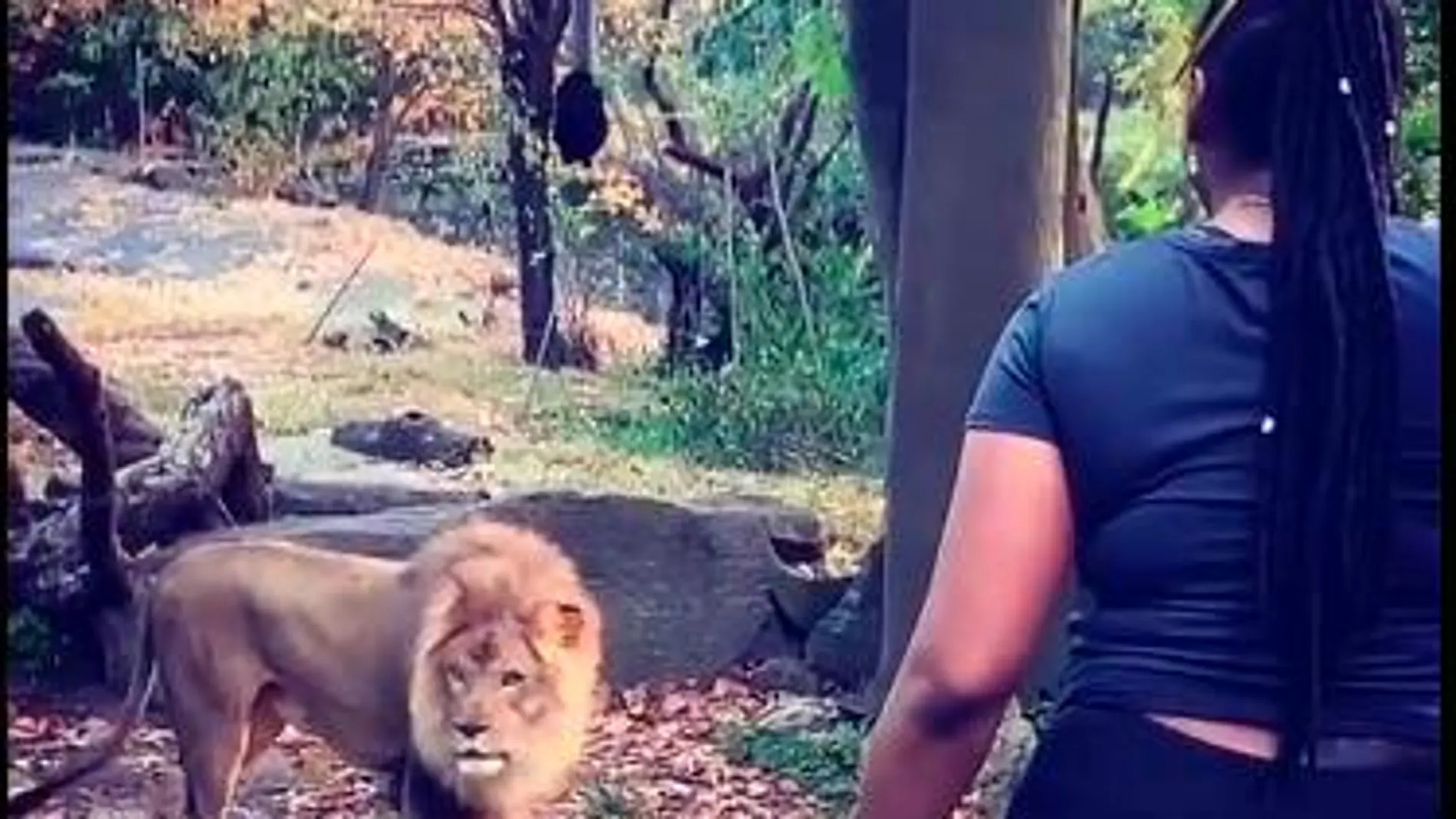 Mujer en jaula de leones en zoológico del Bronx