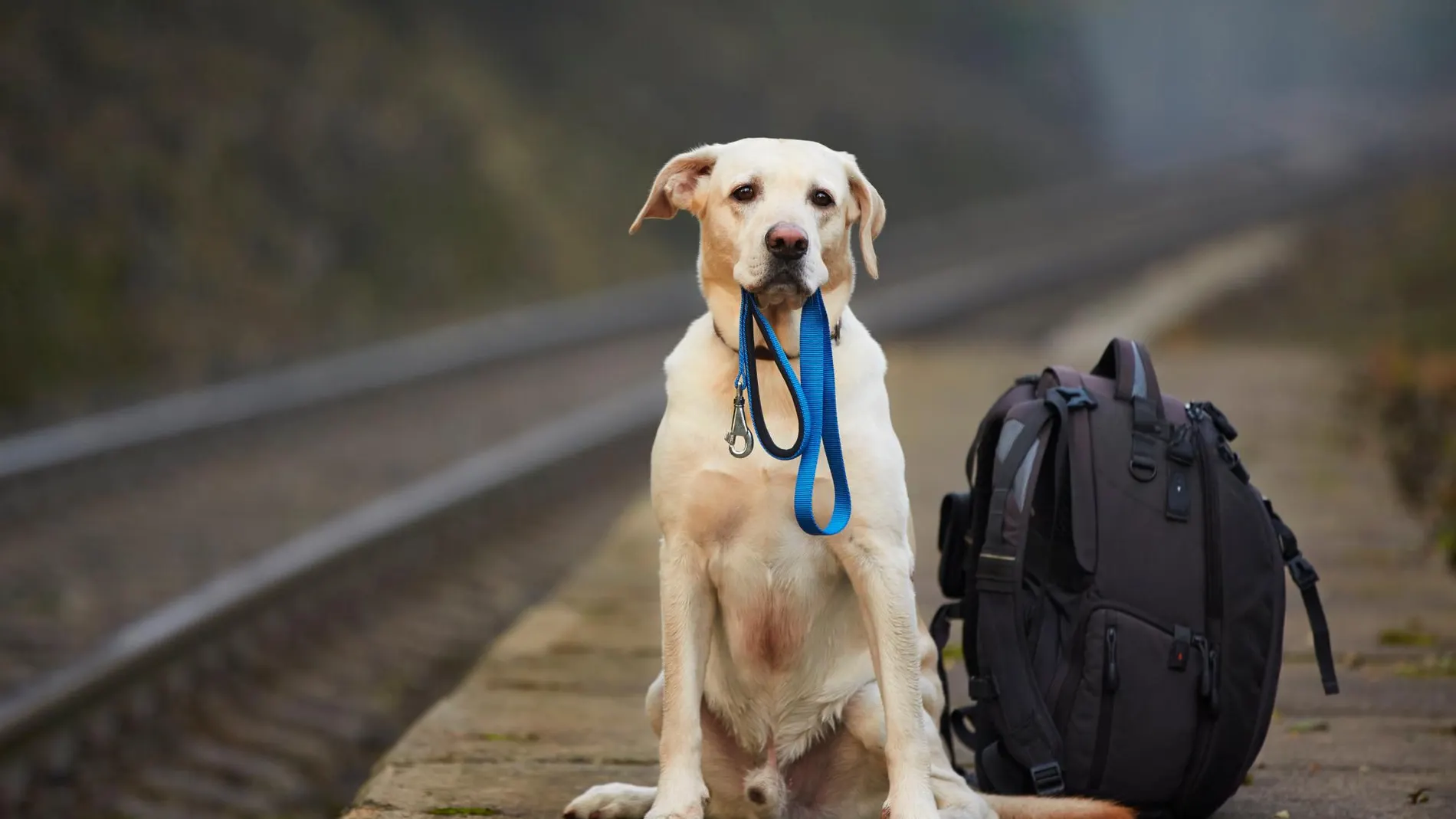 Perro en la plataforma ferroviaria