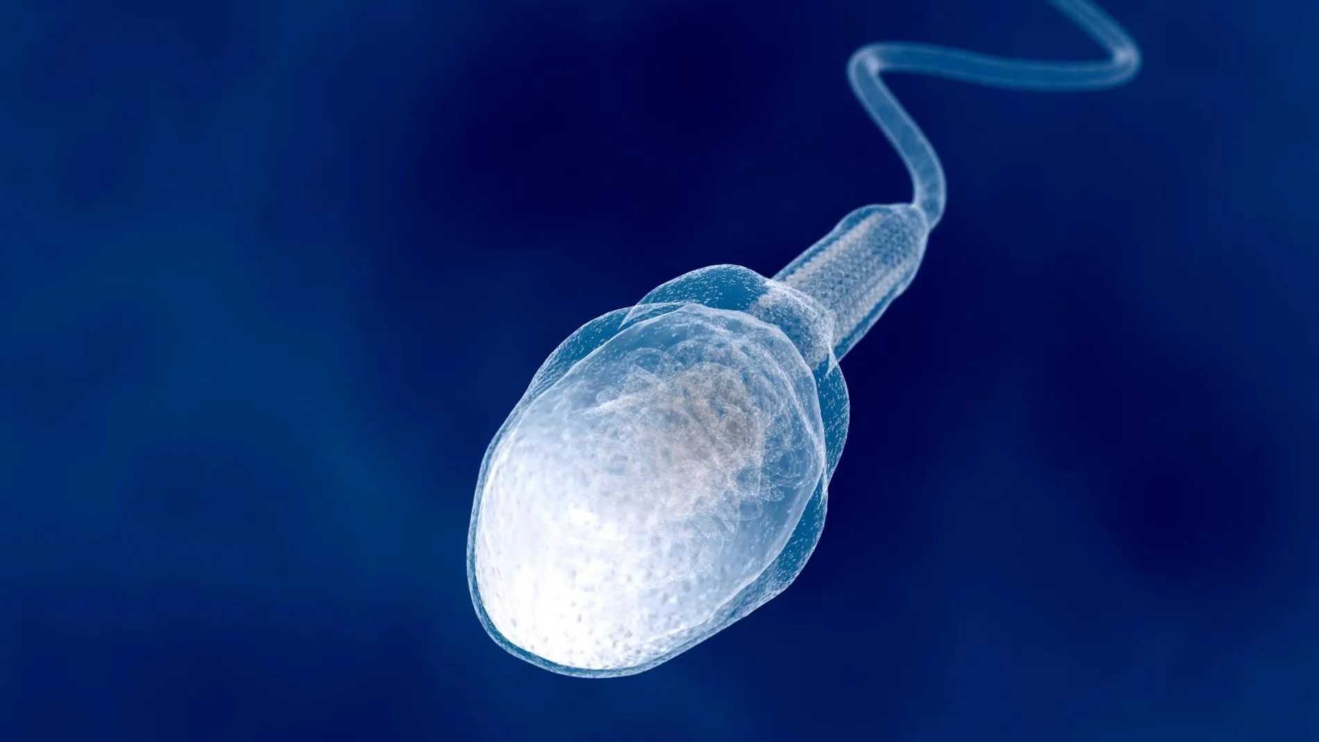 Un espermatozoide digitalizado
