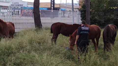 Los cuatro caballos fueron trasladados por los agentes de Fuenlabrada a un centro hípico