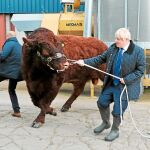 El «premier» británico, Boris Johnson, tira de un toro, ayer, en la visita a una granja en Escocia