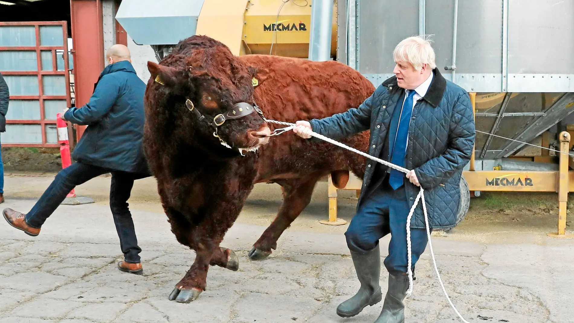 El «premier» británico, Boris Johnson, tira de un toro, ayer, en la visita a una granja en Escocia