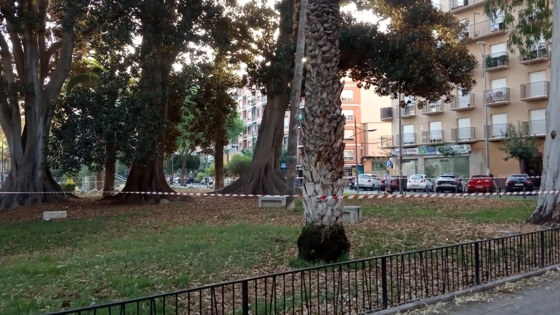 El ayuntamiento ha balizado la zona del ficus del Cuartel de Artillería