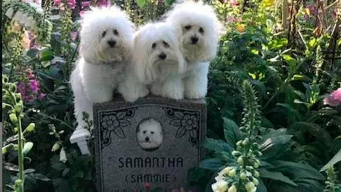 Miss Scarlet, Miss Violet y Fanny