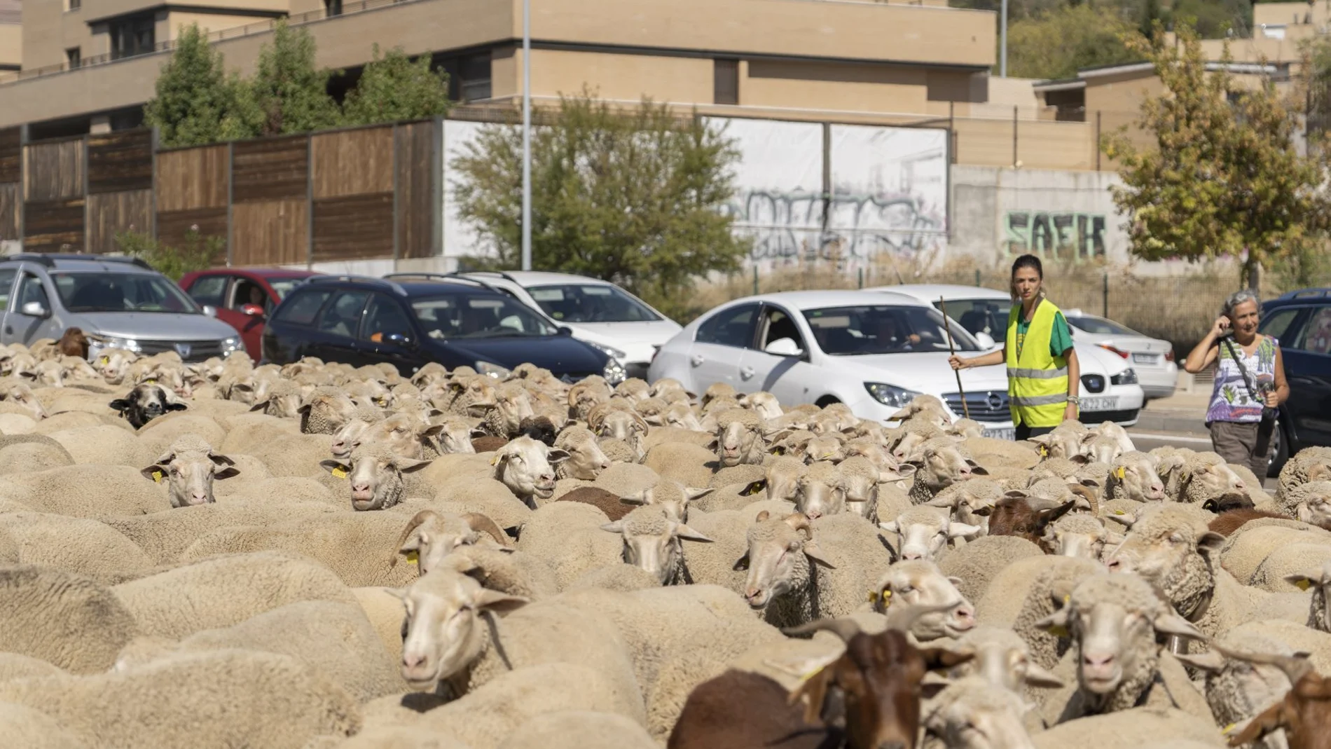 Un rebaño de cerca de 2000 ovejas pasa por Valladolid. En la imagen pasan por el puente de la Hispanidad