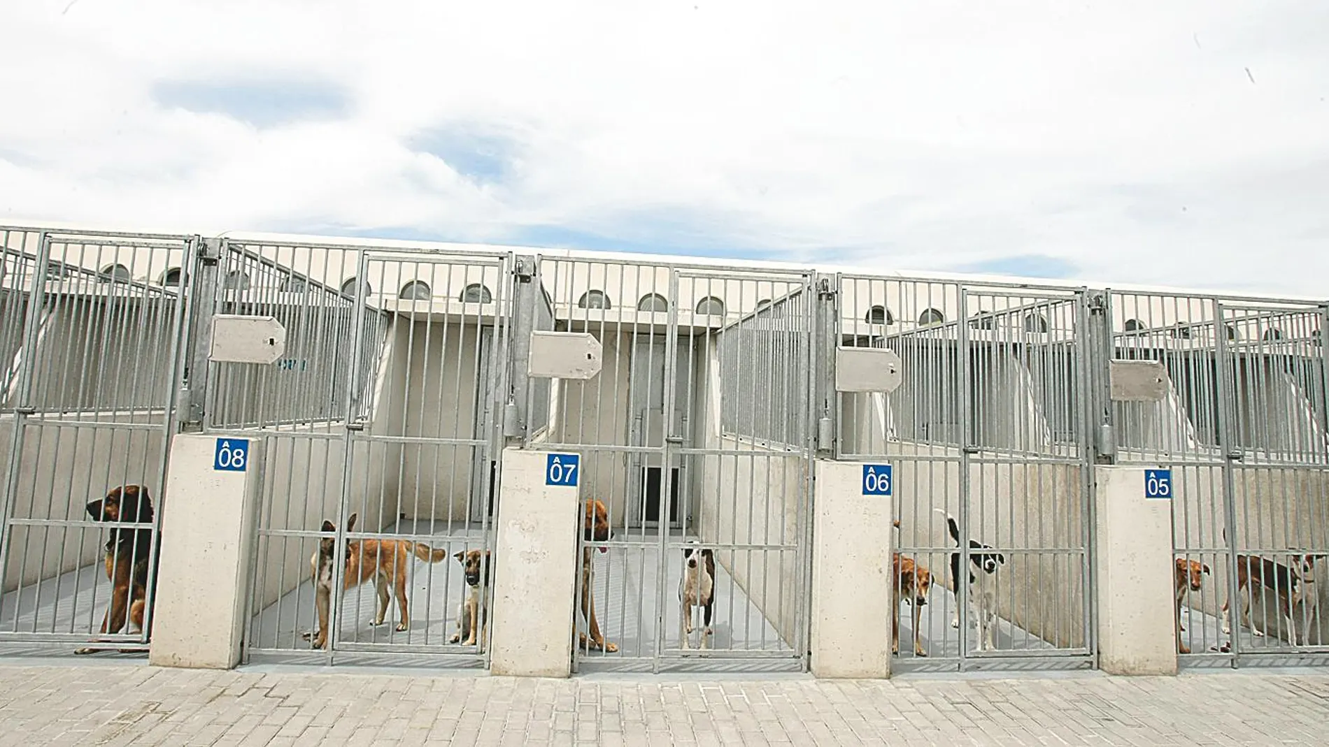 Una de las perreras municipales que gestiona la acogida y adopción de animales en la capital. Foto: CIPRIANO PASTRANO