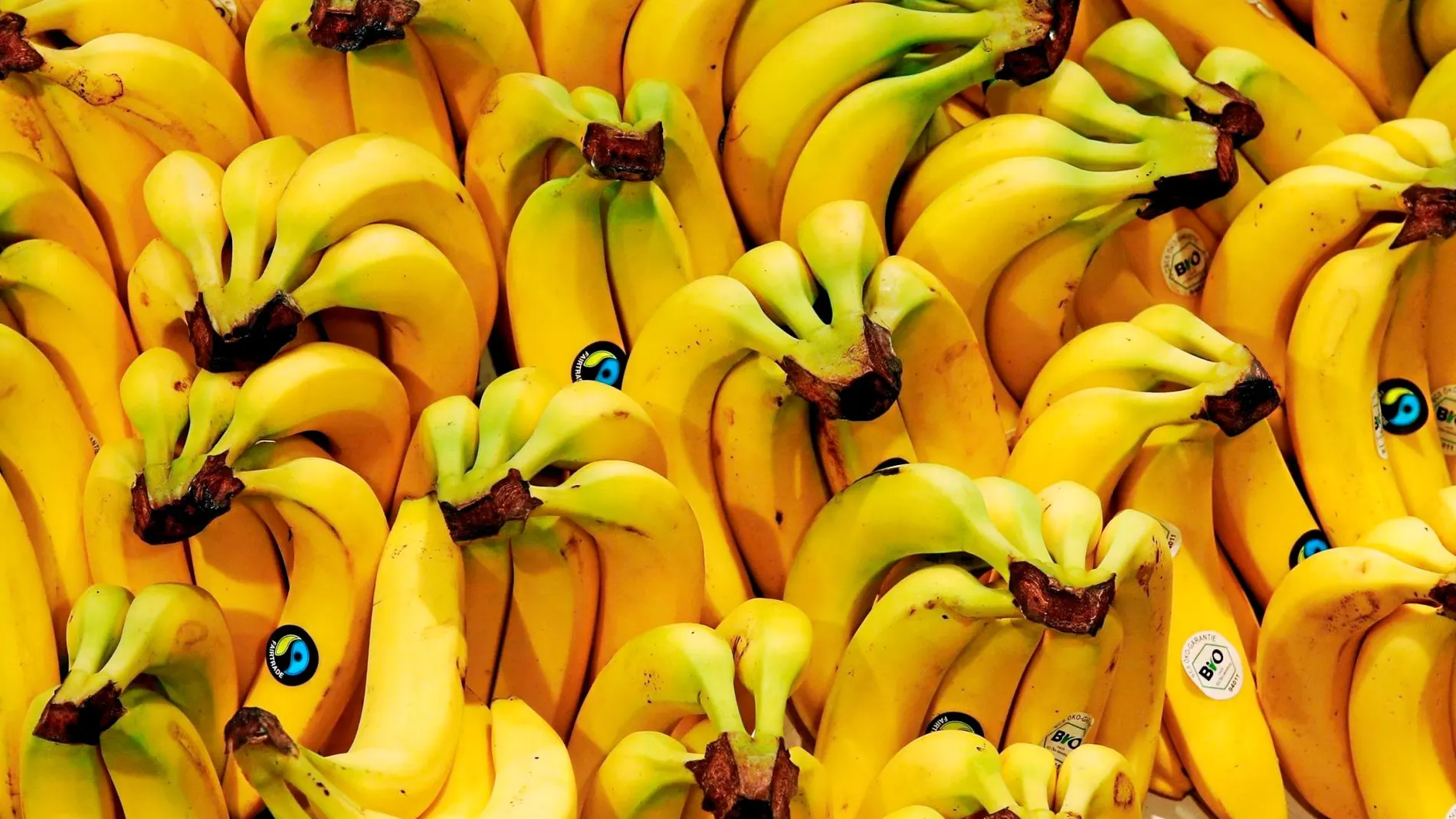 El plátano puede extinguirse... por segunda vez