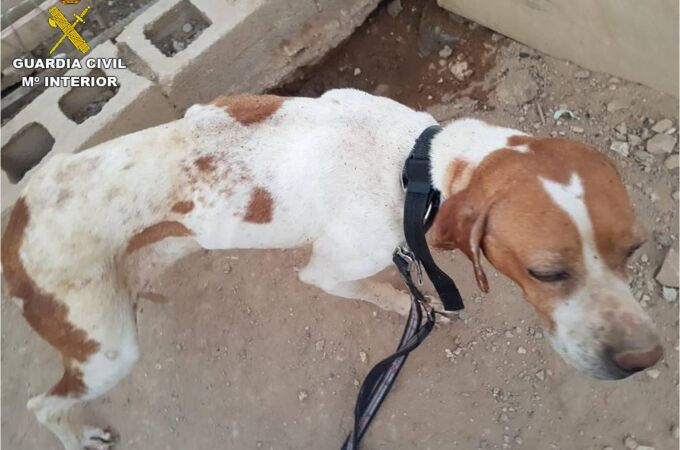 Maltrato animal: hallan a siete perros de caza desnutridos, sin agua y enfermos
