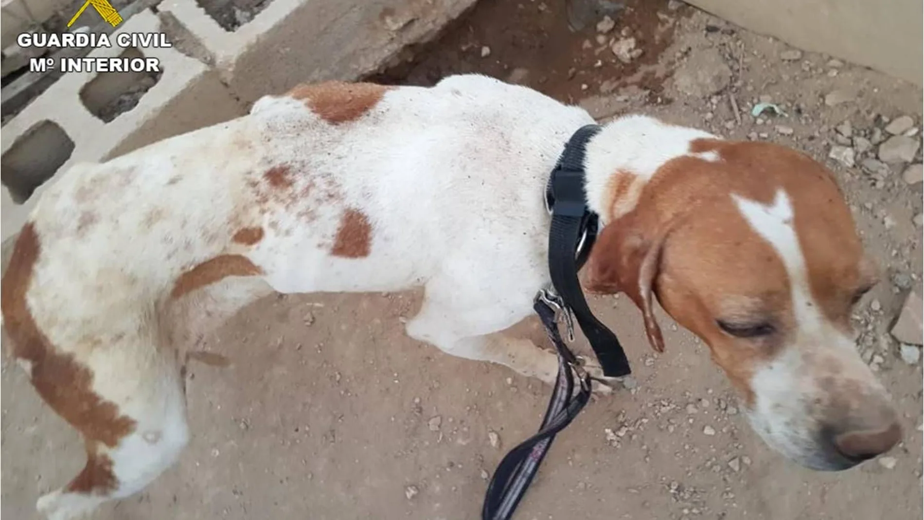 Maltrato animal: hallan a siete perros de caza desnutridos, sin agua y enfermos
