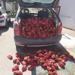 El presunto ladrón es reincidente con los golpes de frutas y verduras a gran escala / Foto: Guardia Civil