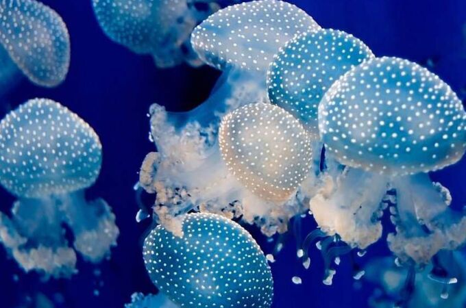 «Desde un punto de vista egocéntrico, el descenso de medusas puede ser positivo, porque hay menos y se pueden producir menos picaduras». Sin embargo, las medusas tienen una gran importancia en el ecosistema marino