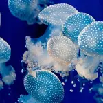 «Desde un punto de vista egocéntrico, el descenso de medusas puede ser positivo, porque hay menos y se pueden producir menos picaduras». Sin embargo, las medusas tienen una gran importancia en el ecosistema marino