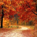 Los alimentos imprescindibles para el otoño
