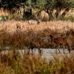 El Estado de Nevada ha evadido la infección en esta temporada de caza