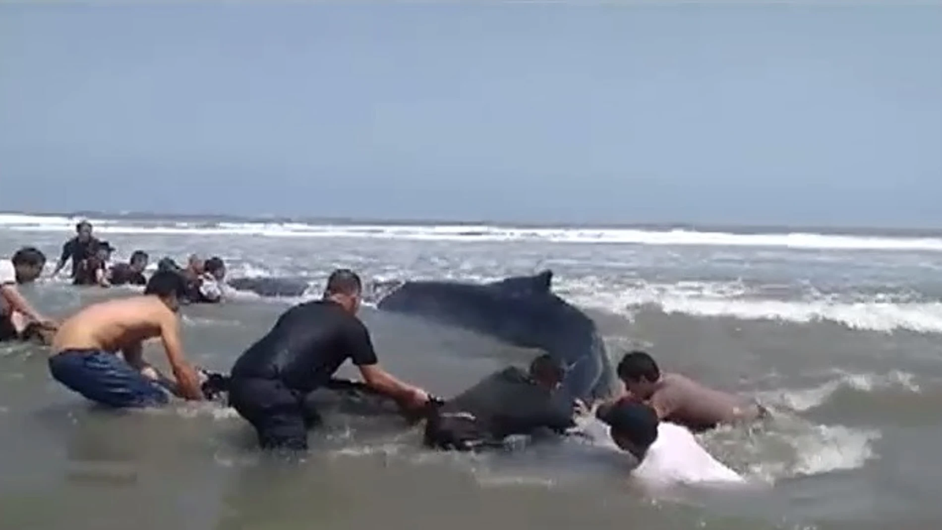 Rescatan a hombros a una ballena de seis metros y diez toneladas