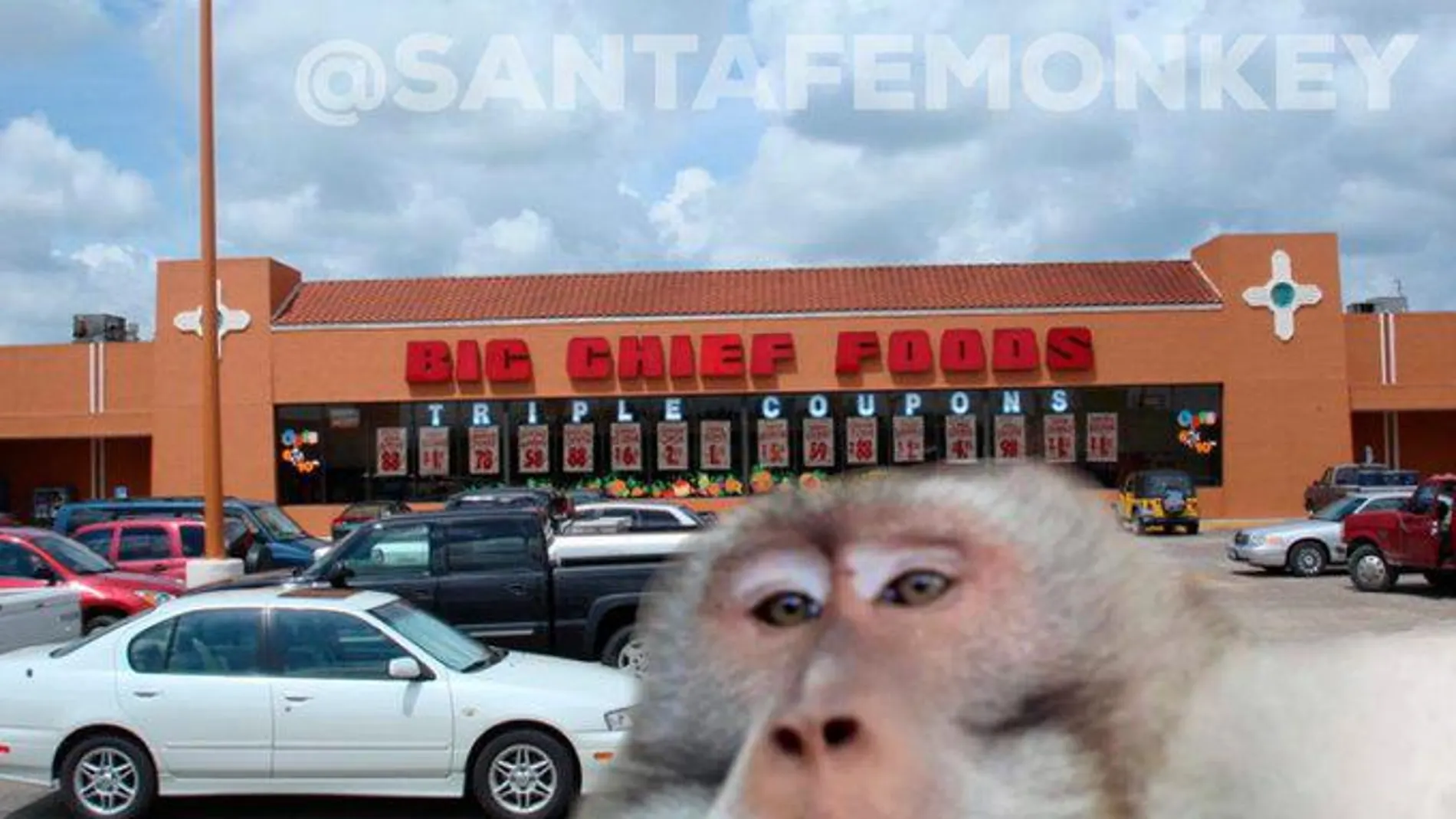 Un gran simio que caza gatos y ataca a niños aterroriza a los habitantes de Santa Fe