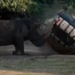 Momento en el que el coche del cuidador da su primera vuelta de campana por el ataque del rinoceronte