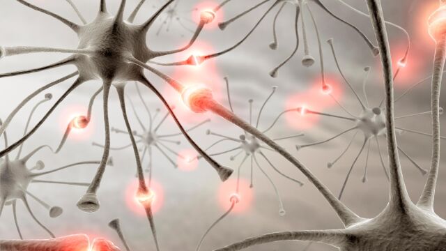 Los cambios iniciados por la activación neuronal son más complejos y actúan a más niveles de lo que se pensaba hasta ahora.