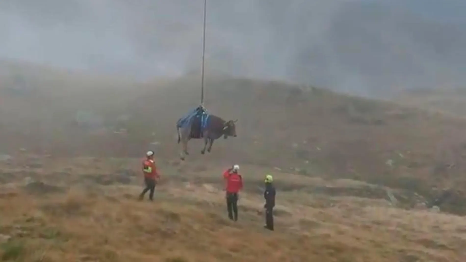 Los bomberos proceden al rescate de la vaca herida/Twitter