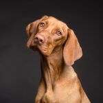 Algunas razas canincas, como los Golden Retriever, los Beagles, los Pointer o los Labrador son especialmente vulnerables ante el “síndrome de Limber”.