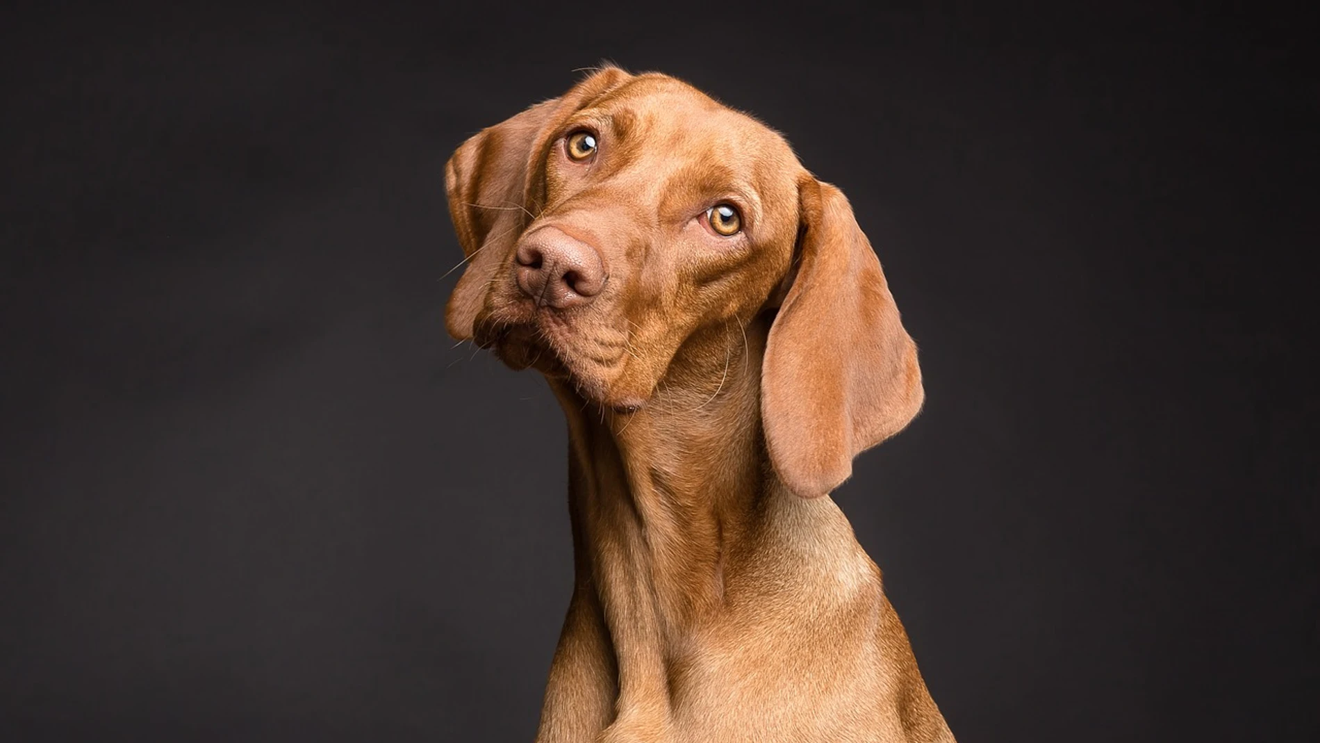 Algunas razas canincas, como los Golden Retriever, los Beagles, los Pointer o los Labrador son especialmente vulnerables ante el “síndrome de Limber”.