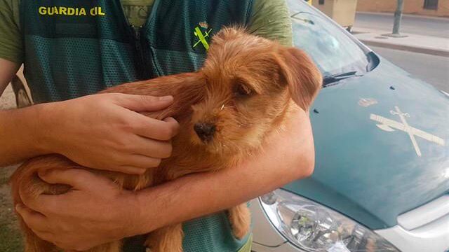 Una imagen del cachorro