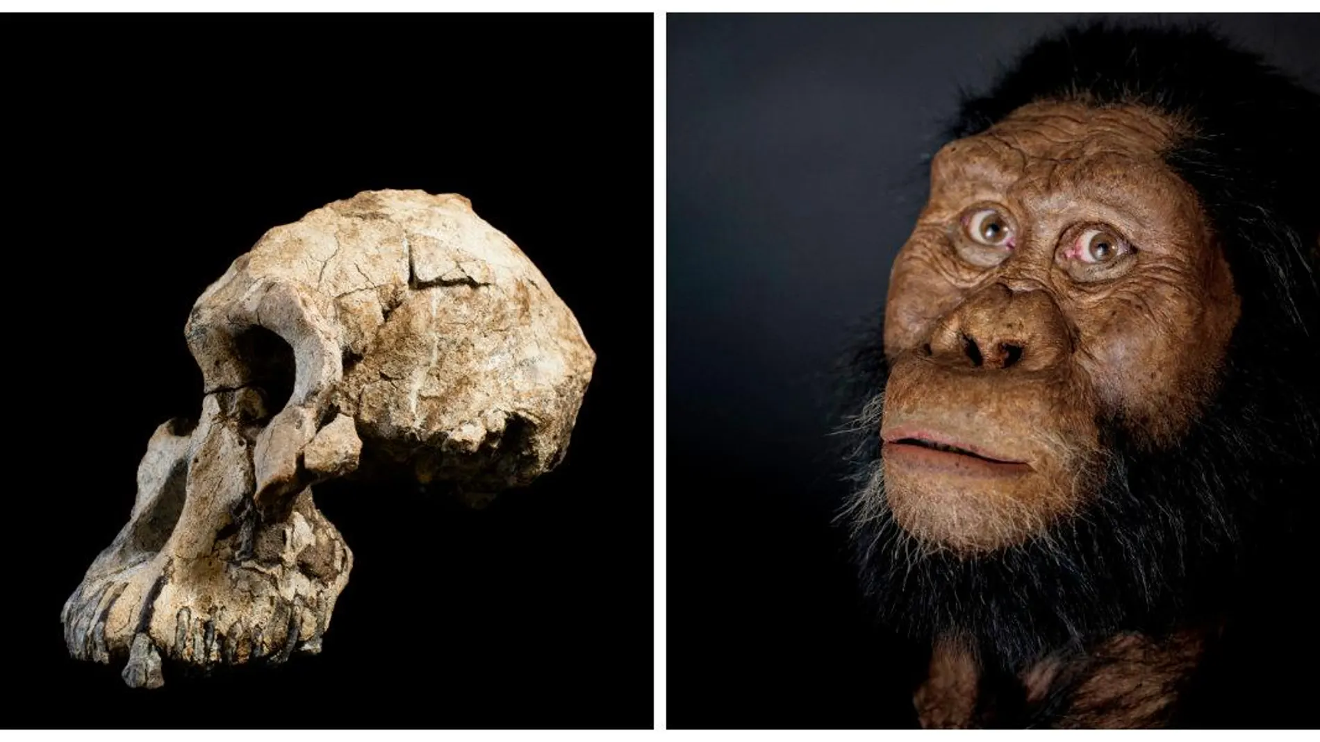 El cráneo del Australopithecus Anamensis/ AP