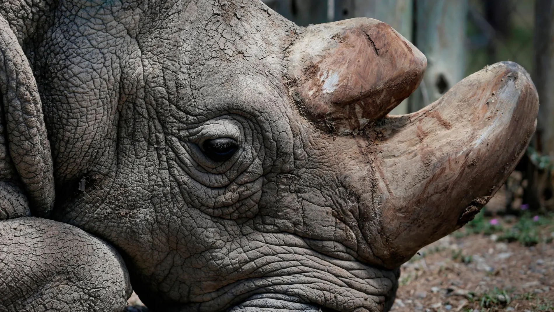 Imagen de un rinoceronte blanco