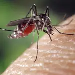 Verdades y mentiras de las picaduras de los mosquitos