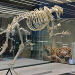 El rey de la sabana del Mioceno era el tigre dientes de sable