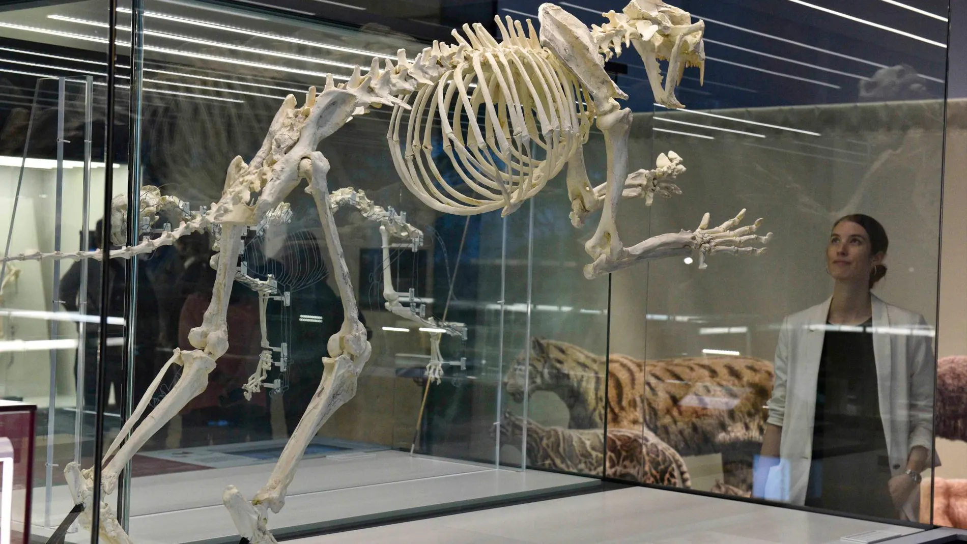 El rey de la sabana del Mioceno era el tigre dientes de sable