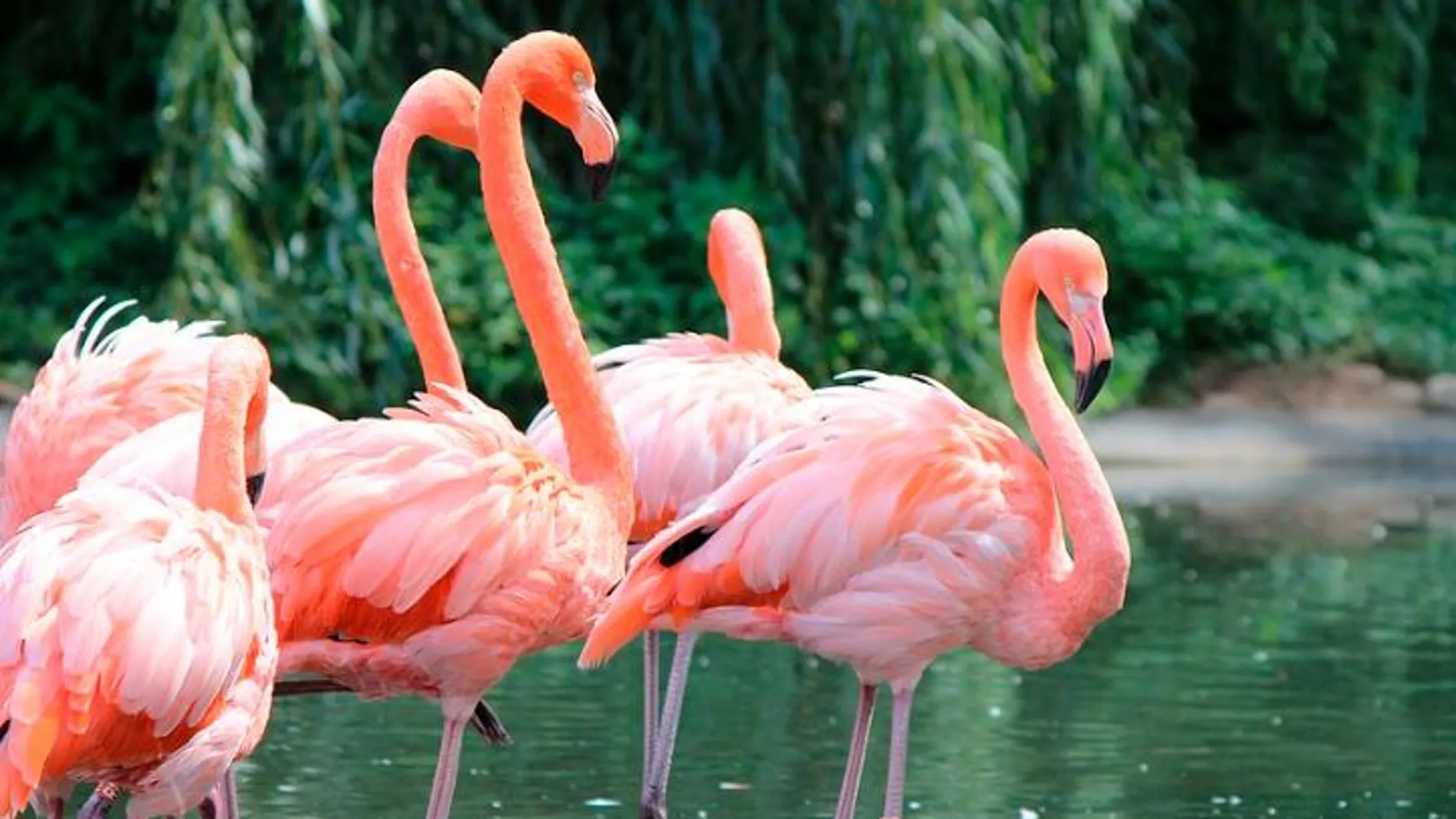 El Oceanogràfic colabora con la Junta de Andalucía para la recuperación de flamencos