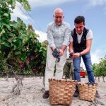 El consejero de Agricultura, Ganadería y Desarrollo Rural, Jesús Julio Carnero, recoge uva en los viñedos de la bodega Monteabellón, en Roa de Duero
