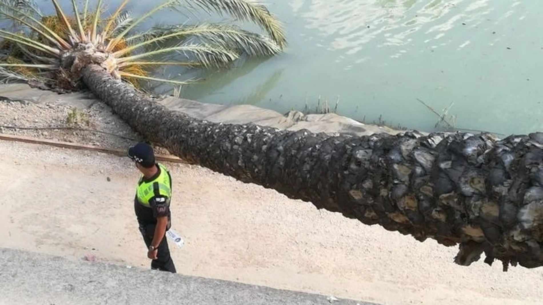 Una palmera de 8 metros de altura cae al suelo en Murcia por el viento