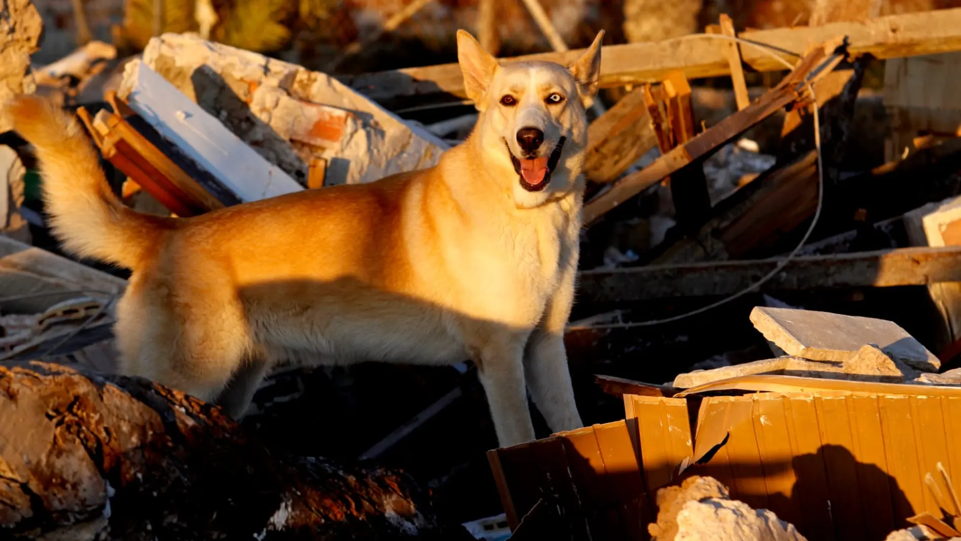 La Unidad Canina de Bomberos del SPEIS despide a Maya tras años de servicios