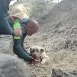  Rescatado un perro deshidratado en el incendio de Gran Canaria