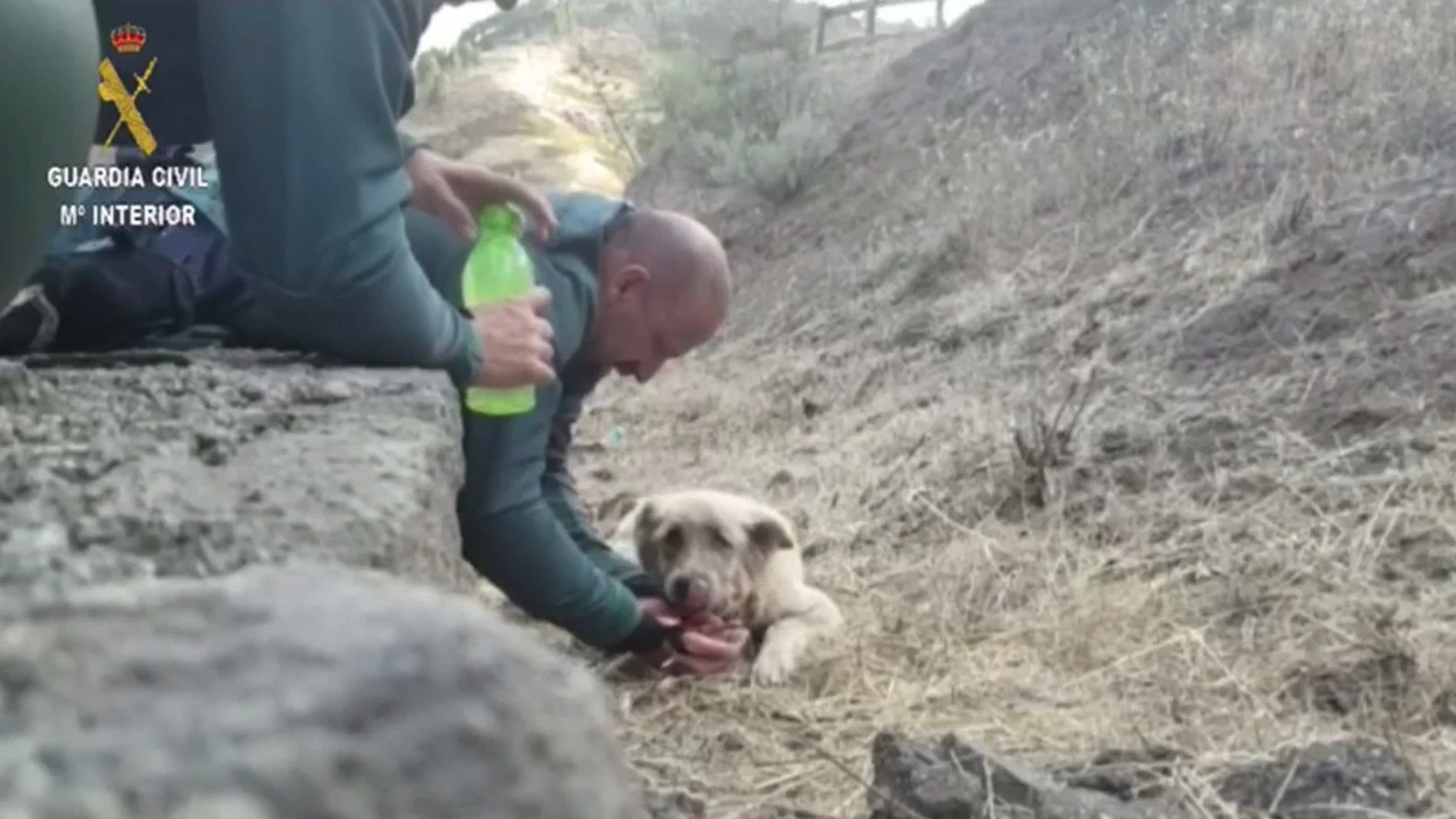 Rescatado un perro deshidratado en el incendio de Gran Canaria