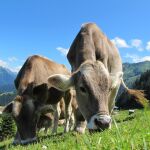Diferencias entre la carne vacuna ecológica y la convencional