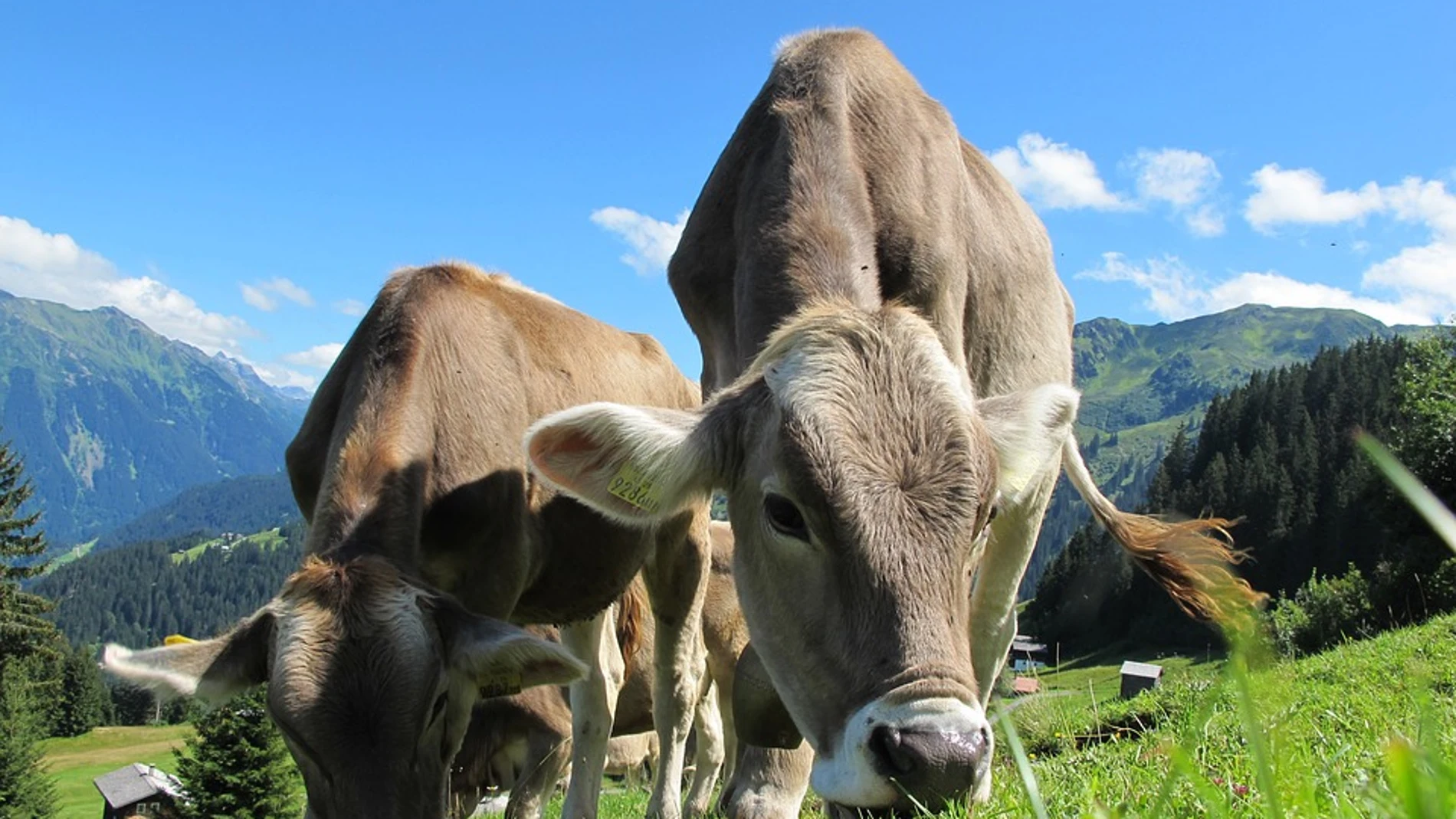 Diferencias entre la carne vacuna ecológica y la convencional