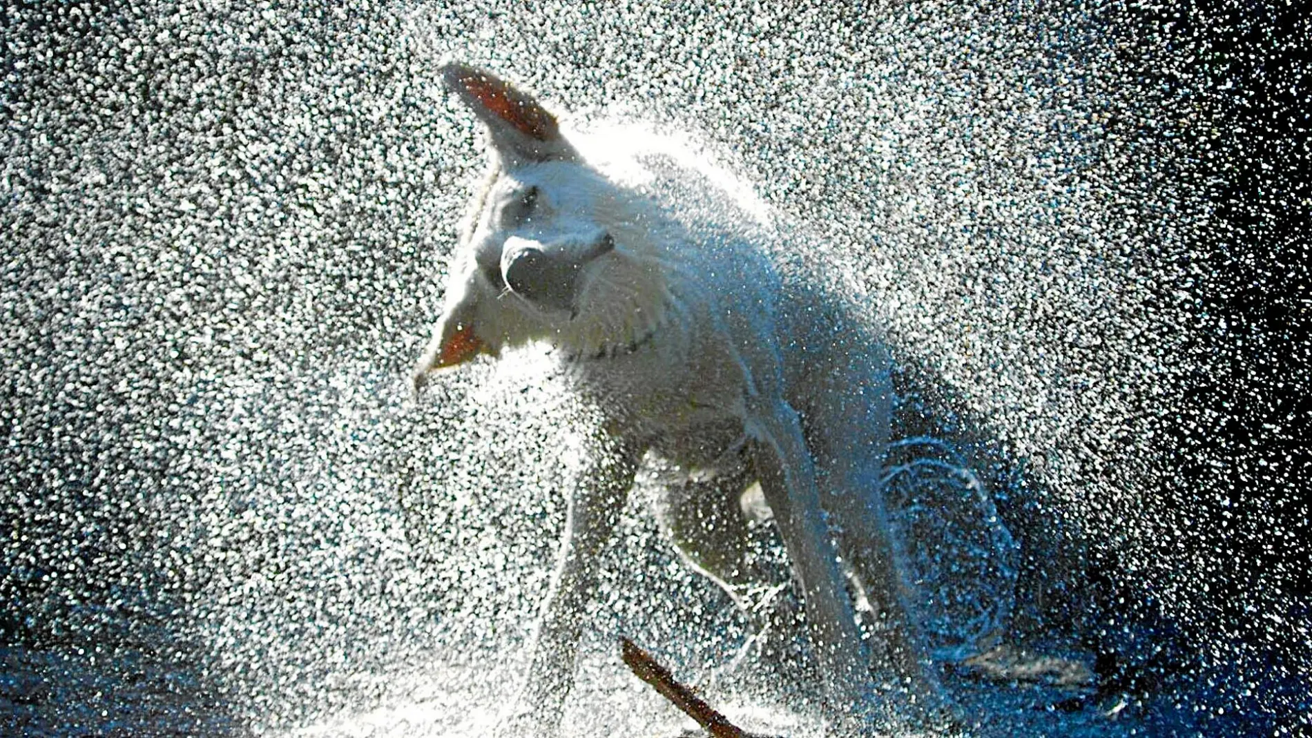 El agua es el mejor aliado de tu perro para luchar contra el calor