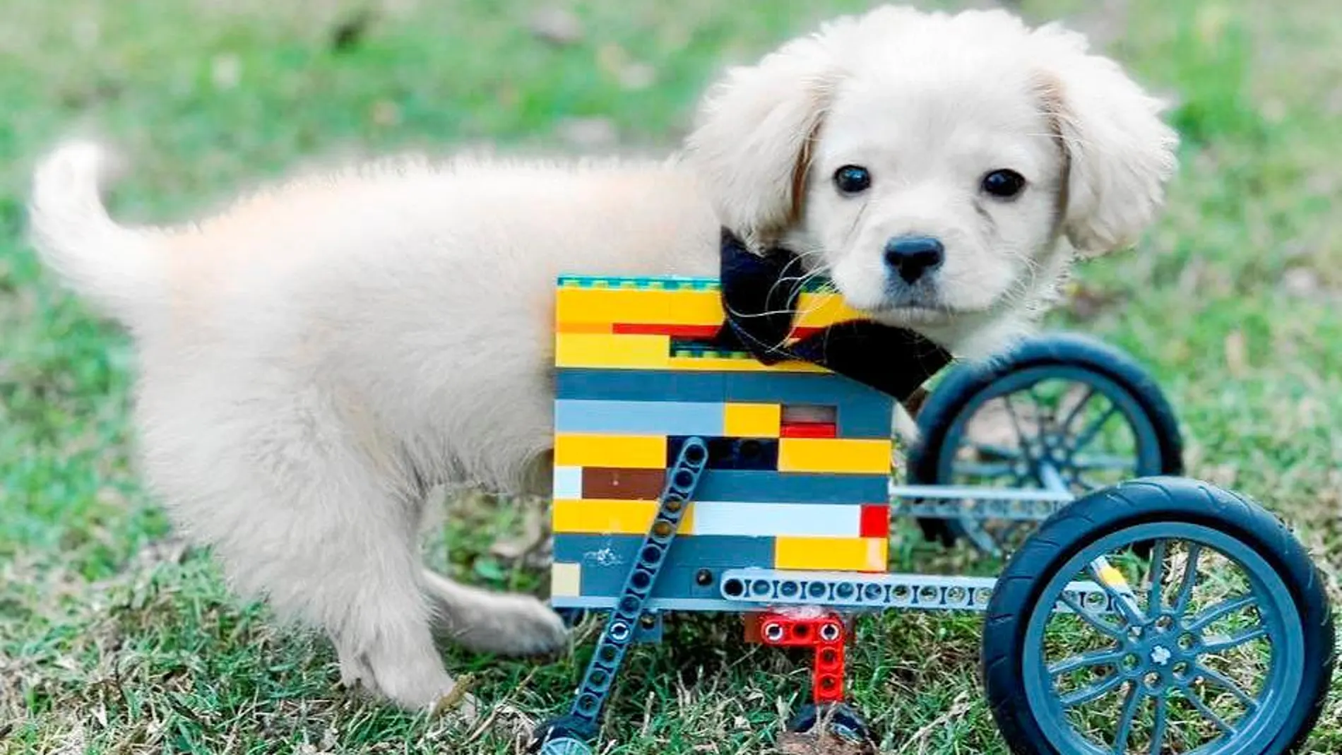 Gracie, con el primer modelo de silla de ruedas que fabricó Dylan con sus piezas Lego