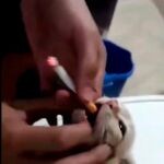 Nuevo caso de maltrato: unos jóvenes difunden un vídeo en el que obligan a fumar a un gato
