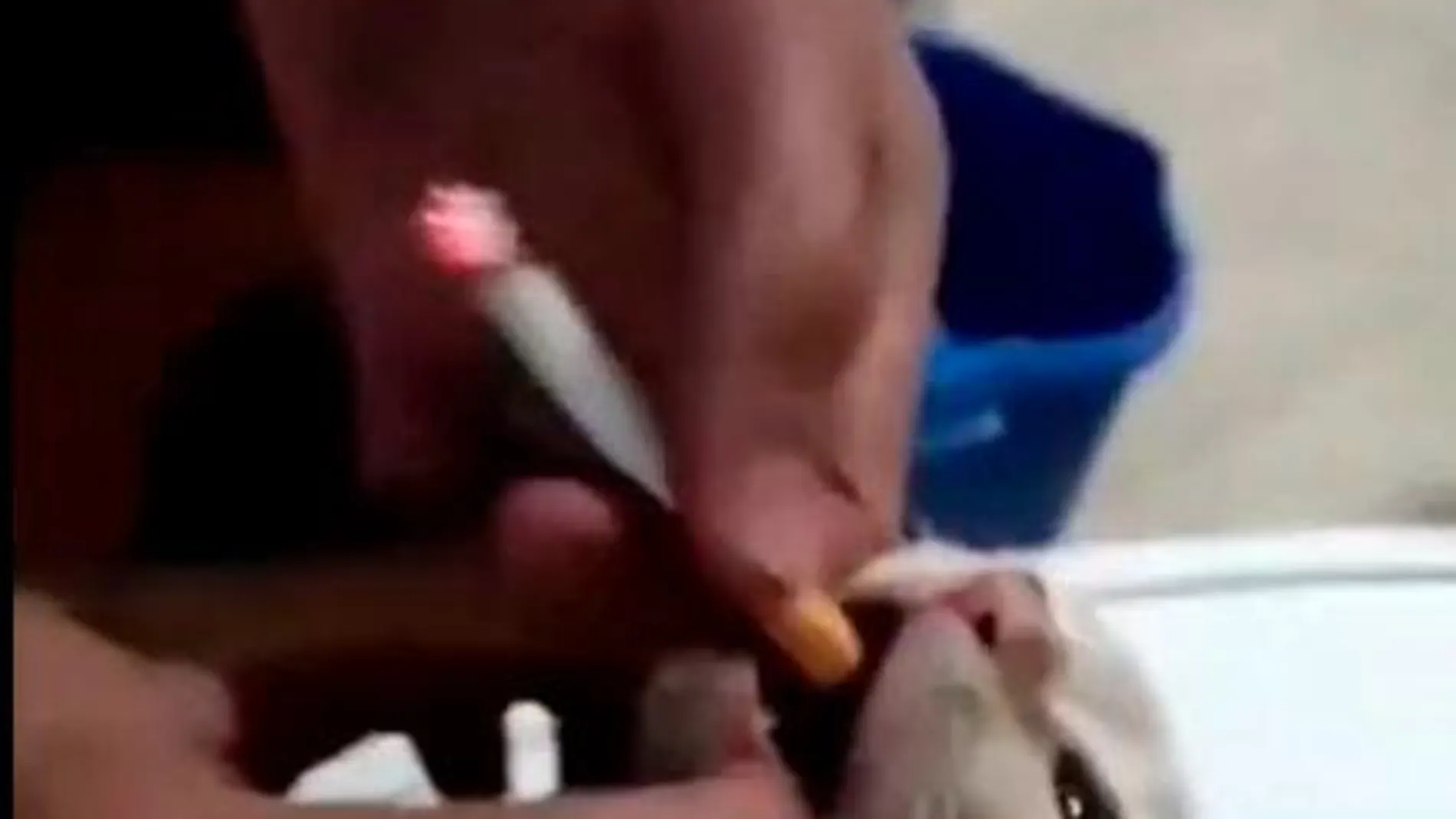 Nuevo caso de maltrato: unos jóvenes difunden un vídeo en el que obligan a fumar a un gato